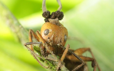 Un hongo convierte en zombis a las hormigas